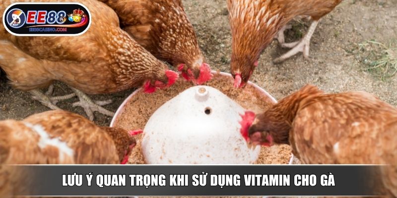 Lưu ý quan trọng khi sử dụng vitamin cho gà
