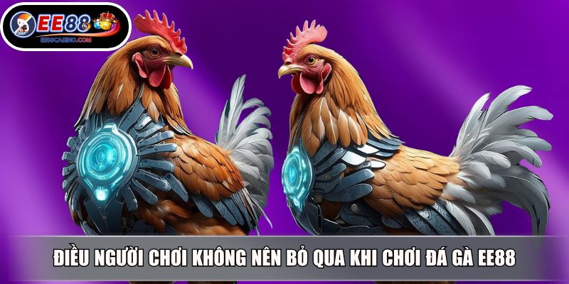 Điều người chơi không nên bỏ qua khi chơi đá gà EE88